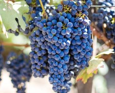 Resweratrol ze skórki winogron: proste i pyszne sposoby, by włączyć go do codziennego menu