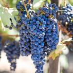 Resweratrol ze skórki winogron: proste i pyszne sposoby, by włączyć go do codziennego menu