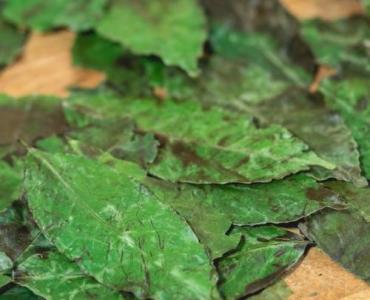 Zielona moc na talerzu: jak sprytnie włączyć ekstrakt z zielonej kawy bogaty w kwas chlorogenowy