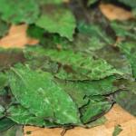 Zielona moc na talerzu: jak sprytnie włączyć ekstrakt z zielonej kawy bogaty w kwas chlorogenowy